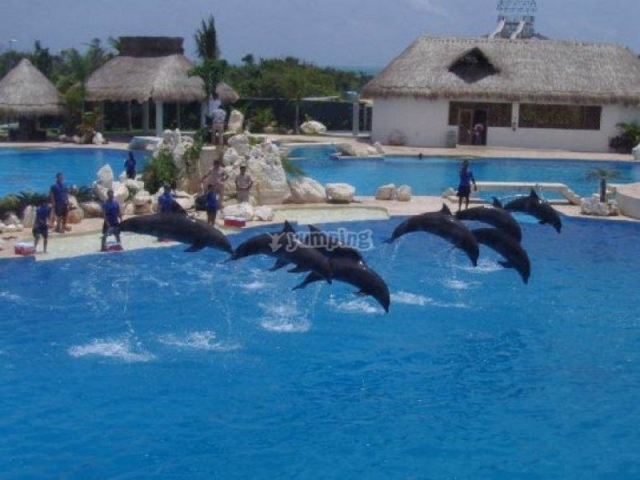 tb_Entrenamiento de delfines.JPG